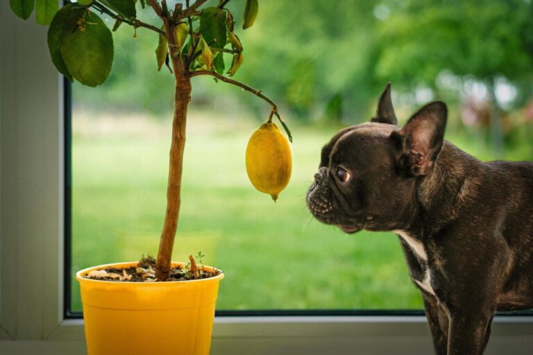 Warum Hunde keine Zitronen fressen sollten
