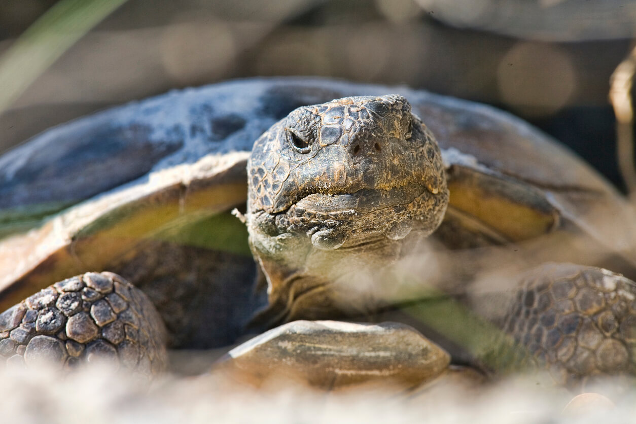 Schildkröte auf Galapagos