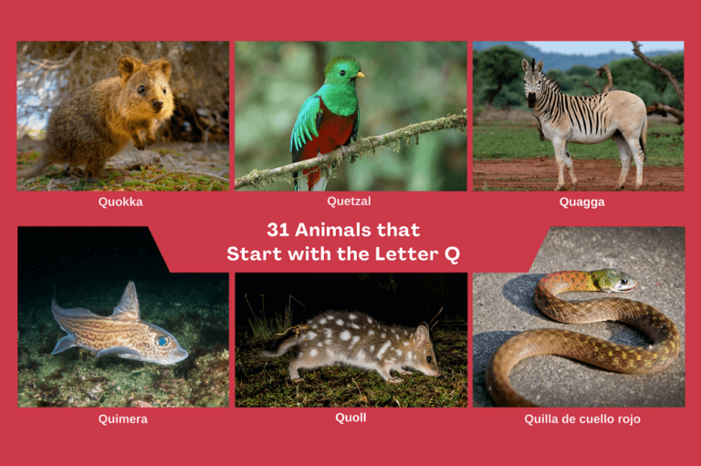 Tiere mit dem Anfangsbuchstaben Q