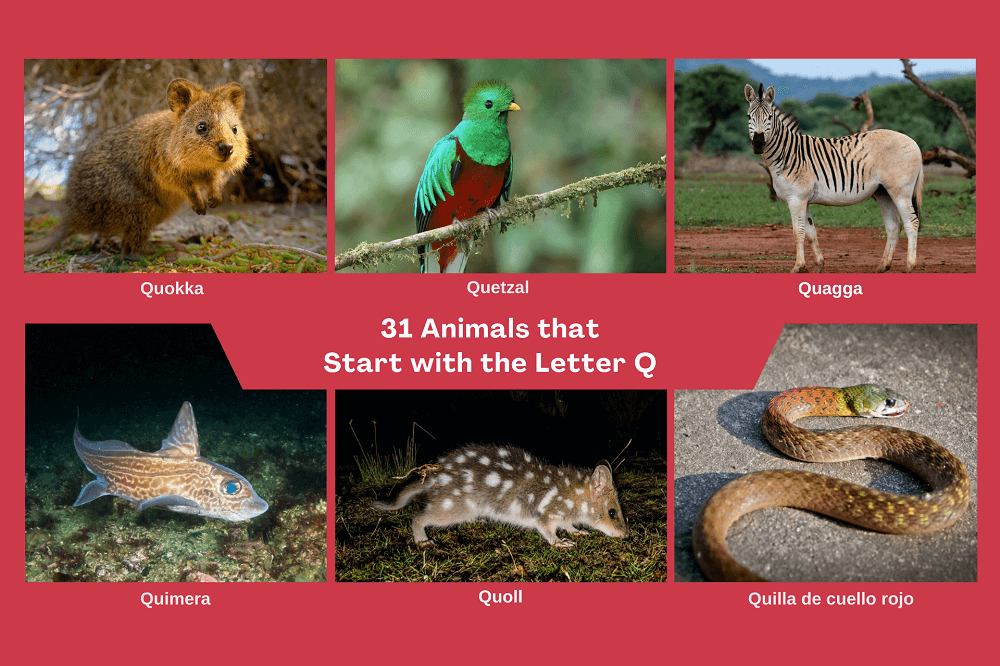 Finde Die Tiere Die Mit Dem Folgebuchstaben Beginnen deinetiere.com