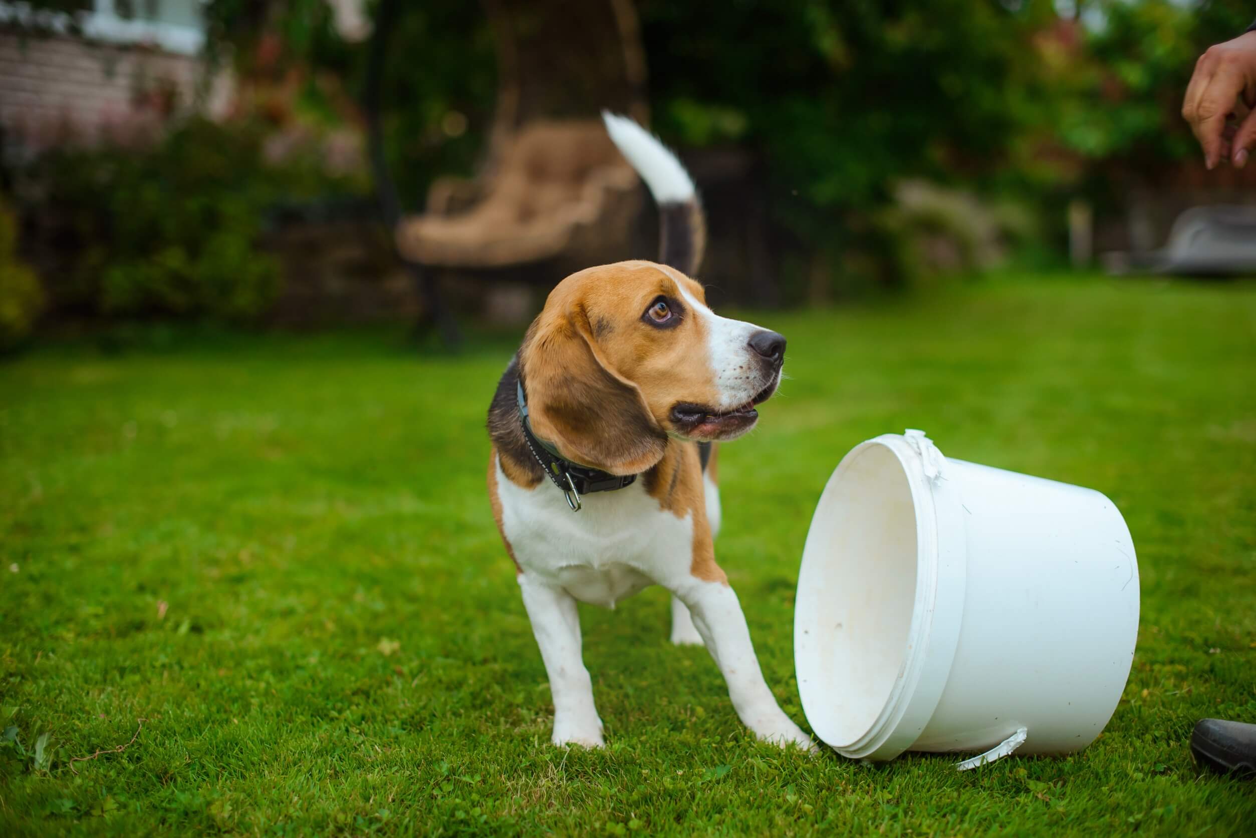 hund spielt mit eimer