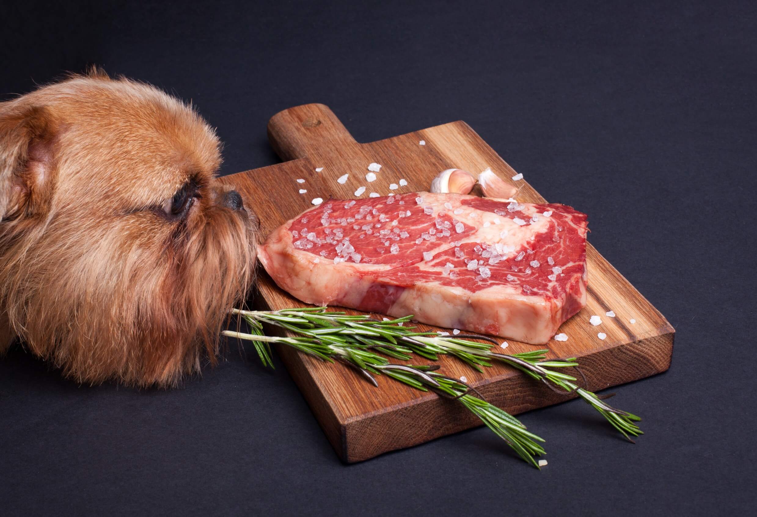 kleiner hund frisst rohes fleisch - barfen