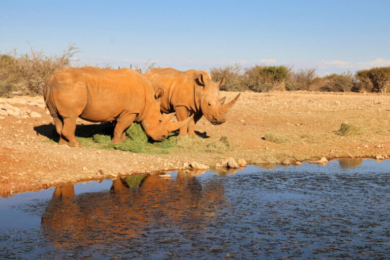 Auf der Jagd nach Eindrücken: die besten Öko-Reiseziele der Welt
