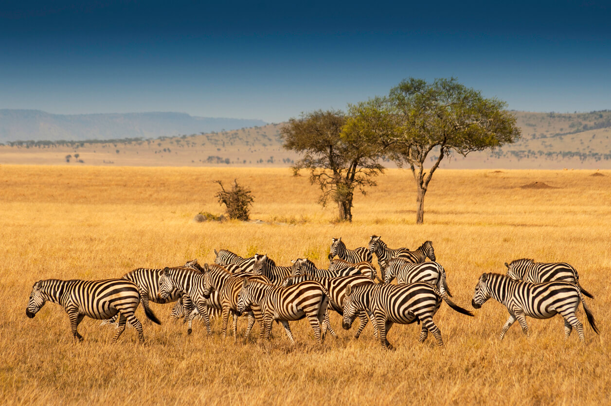 Zebras in Serengeti