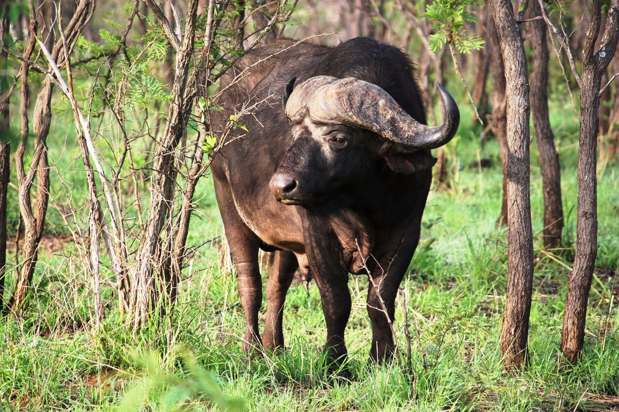 Krüger Nationalpark - eines der schönsten Öko-Reiseziele