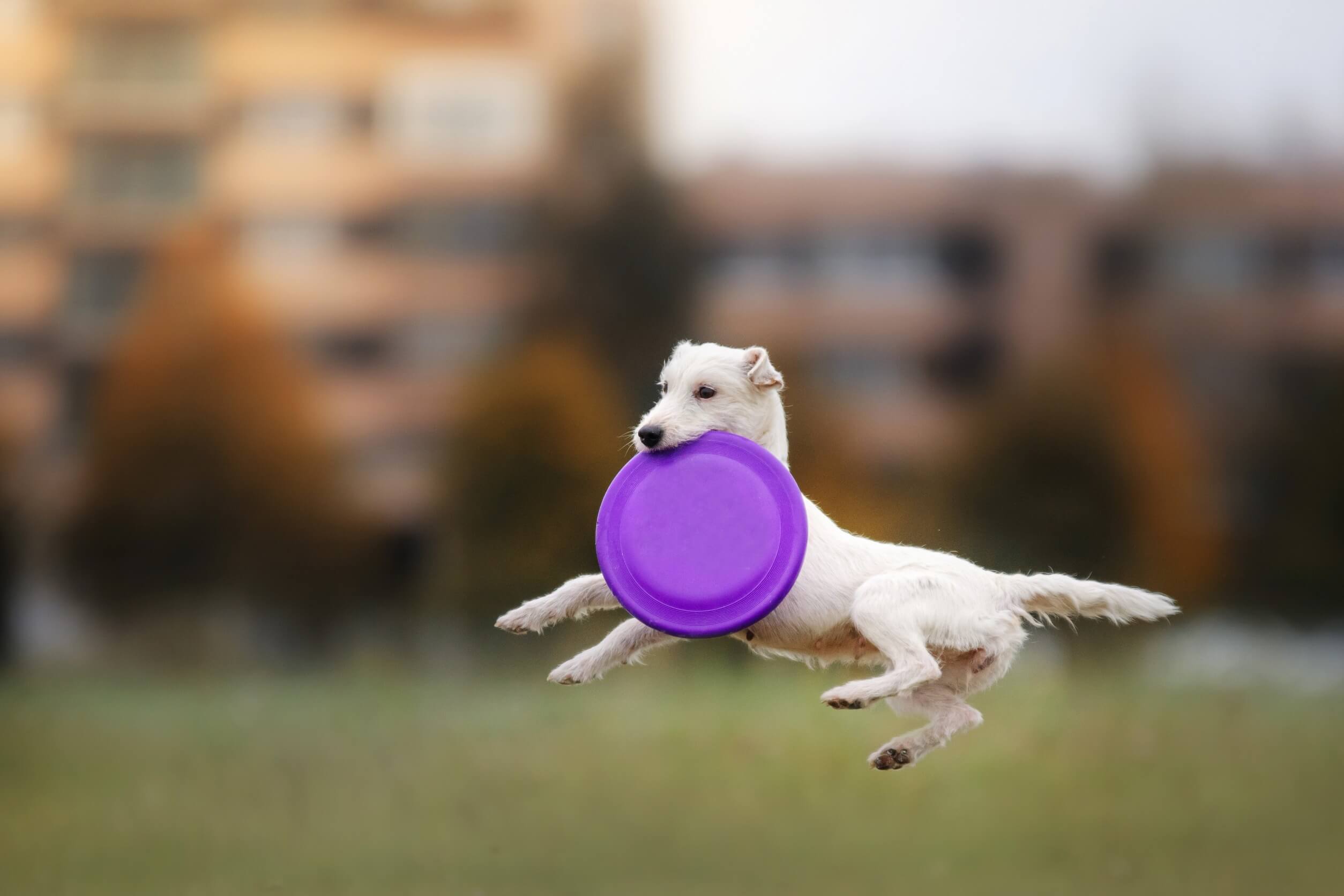 unterhaltsame spiele für hunde mit frisbee