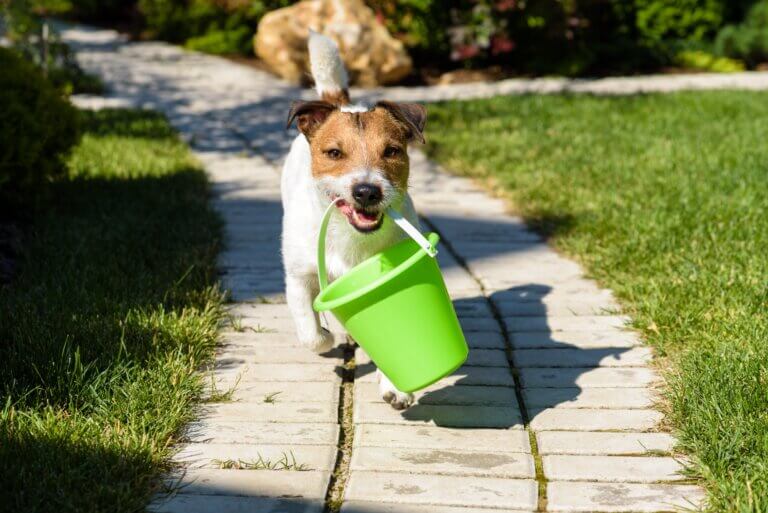 Unterhaltsame Spiele für dich und deinen Hund