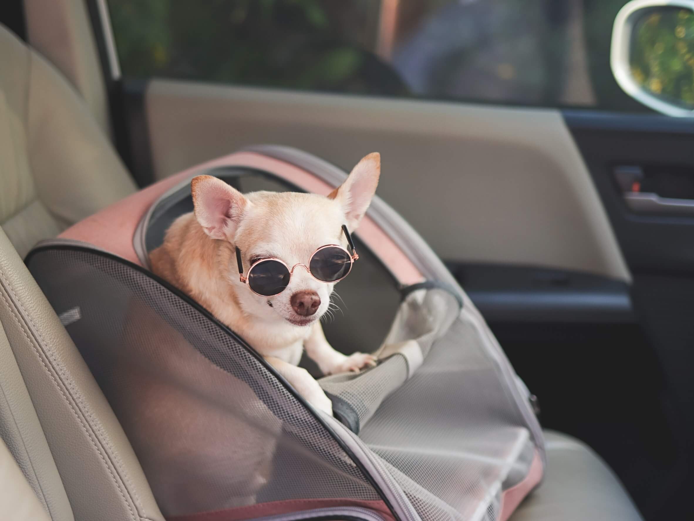beförderung von hund im auto