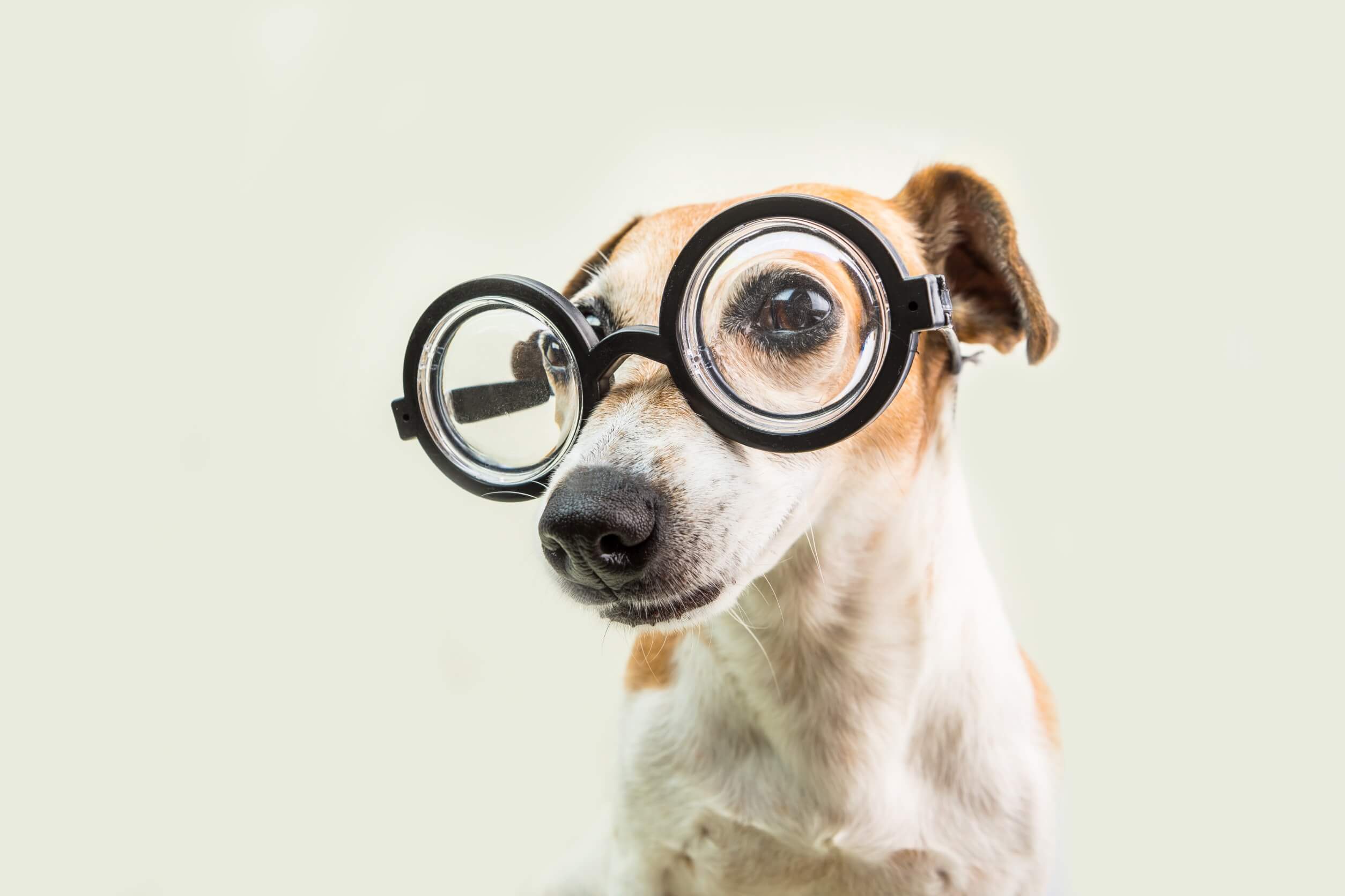 Hund mit Brille hat Gesundheitsprobleme