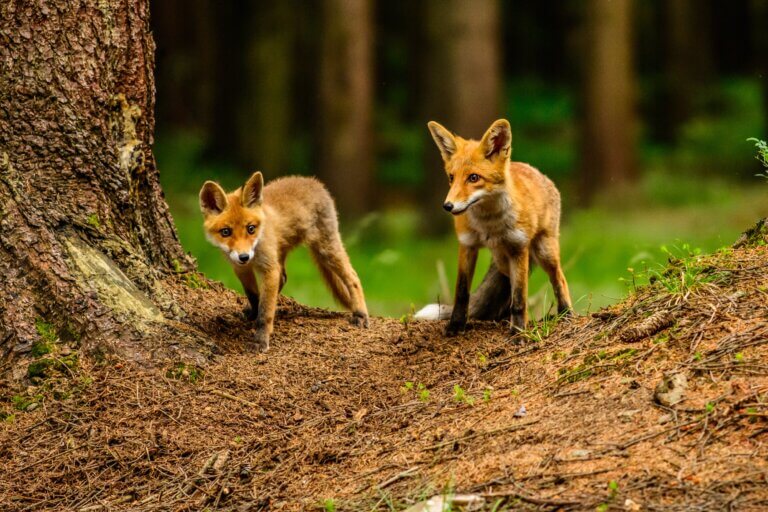 Begegnungen der nahen Art: Wie Tiere sich an die Präsenz des Menschen anpassen