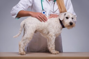 Häufige Gesundheitsprobleme bei Hunden