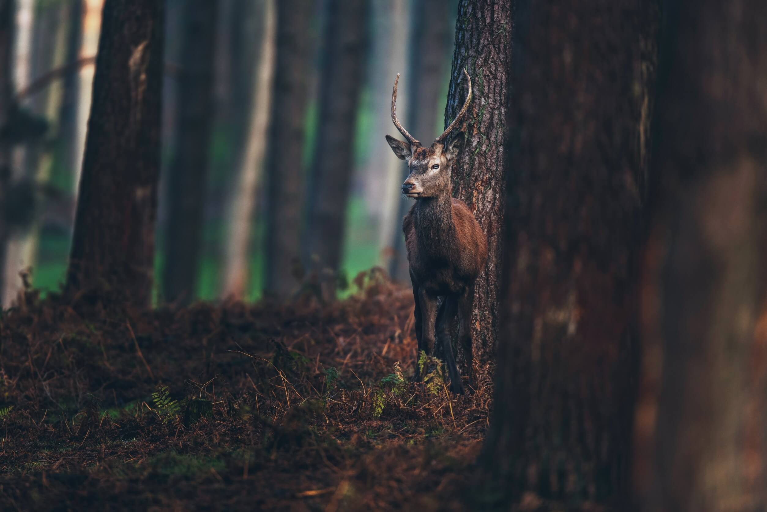 wildtier im wald