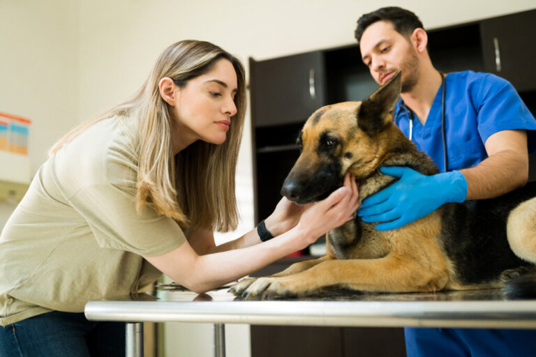 Einschläfern von Hunden: Was man wissen sollte