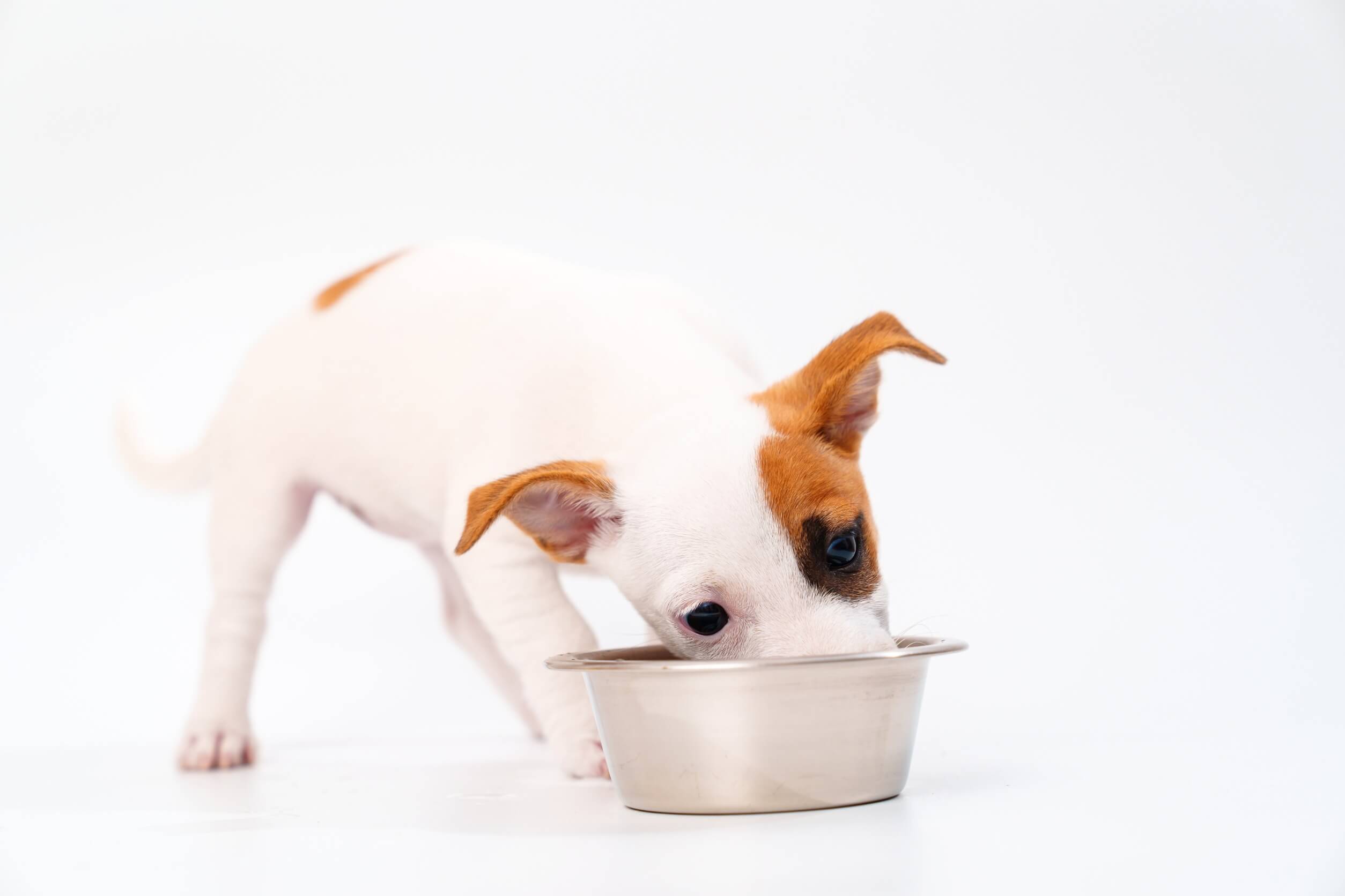 fleischwahl ist bei hunden entscheidend