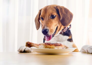 Die richtige Fleischwahl: So ernährst du deinen Hund gesund