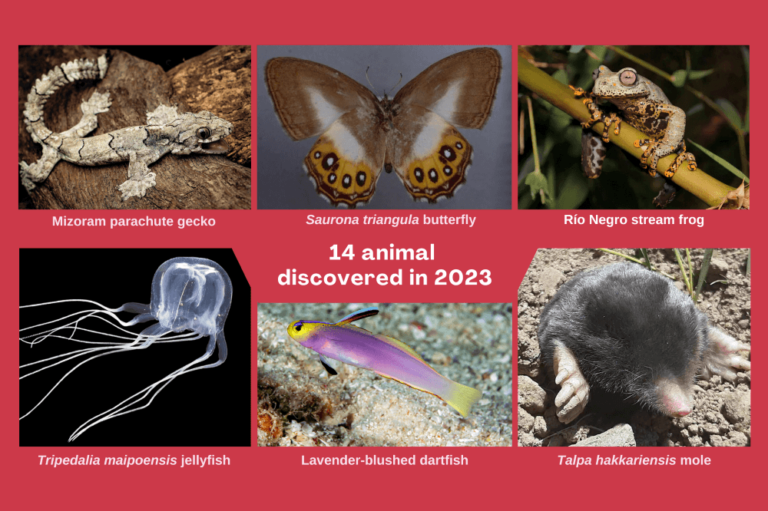 14 Tiere, die 2023 entdeckt wurden