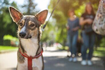 Die passende Leine finden: Tipps für verantwortungsbewusste Hundebesitzer