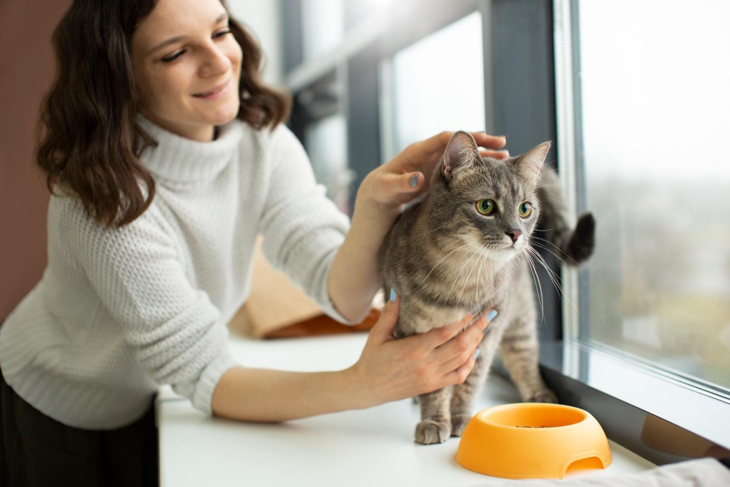 Nass- oder Trockenfutter: So wählen Sie das richtige Futter für Ihre Katze